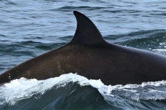 Whale ID: 0265,  Date taken: 24-06-2013,  Photographer: Paul H. Ensor