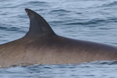 Whale ID: 0266,  Date taken: 24-06-2013,  Photographer: Paul H. Ensor