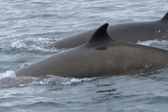 Whale ID: 0009,  Date taken: 24-06-2013,  Photographer: Paul H. Ensor