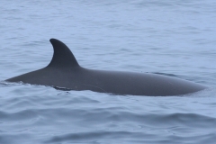 Whale ID: 0268,  Date taken: 01-07-2013,  Photographer: Paul H. Ensor