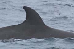 Whale ID: 0274,  Date taken: 03-07-2013,  Photographer: Paul H. Ensor