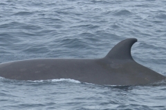 Whale ID: 0018,  Date taken: 03-07-2013,  Photographer: Paul H. Ensor
