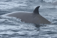 Whale ID: 0017,  Date taken: 03-07-2013,  Photographer: Paul H. Ensor