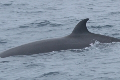 Whale ID: 0019,  Date taken: 03-07-2013,  Photographer: Paul H. Ensor