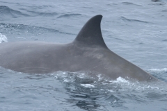 Whale ID: 0021,  Date taken: 03-07-2013,  Photographer: Paul H. Ensor