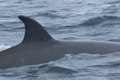 Whale ID: 0275,  Date taken: 03-07-2013,  Photographer: Paul H. Ensor