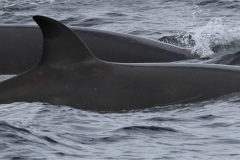 Whale ID: 0276,  Date taken: 06-07-2013,  Photographer: Paul H. Ensor