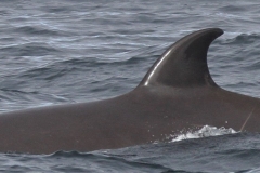 Whale ID: 0023,  Date taken: 06-07-2013,  Photographer: Paul H. Ensor