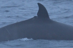 Whale ID: 0280,  Date taken: 09-07-2013,  Photographer: Paul H. Ensor