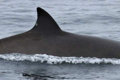 Whale ID: 0281,  Date taken: 10-07-2013,  Photographer: Paul H. Ensor