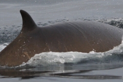 Whale ID: 0283,  Date taken: 10-07-2013,  Photographer: Paul H. Ensor