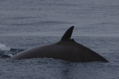 Whale ID: 0031,  Date taken: 08-06-2014,  Photographer: Lucia M. Martín López