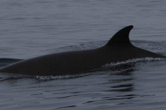 Whale ID: 0033,  Date taken: 11-06-2014,  Photographer: Tomoko Narazaki