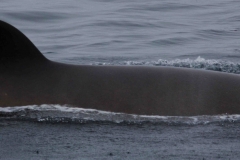 Whale ID: 0294,  Date taken: 11-06-2014,  Photographer: Lucia M. Martín López