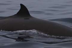 Whale ID: 0293,  Date taken: 11-06-2014,  Photographer: Lucia M. Martín López