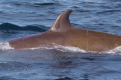 Whale ID: 0039,  Date taken: 12-06-2014,  Photographer: Lucia M. Martín López