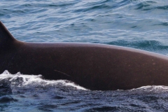 Whale ID: 0296,  Date taken: 12-06-2014,  Photographer: Lucia M. Martín López