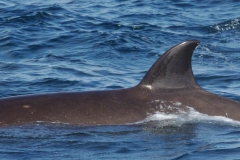 Whale ID: 0043,  Date taken: 12-06-2014,  Photographer: Lucia M. Martín López