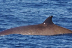 Whale ID: 0046,  Date taken: 12-06-2014,  Photographer: Lucia M. Martín López
