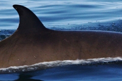 Whale ID: 0298,  Date taken: 12-06-2014,  Photographer: Lucia M. Martín López