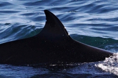 Whale ID: 0299,  Date taken: 12-06-2014,  Photographer: Lucia M. Martín López