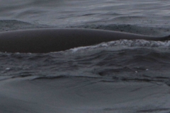 Whale ID: 0048,  Date taken: 13-06-2014,  Photographer: Tomoko Narazaki