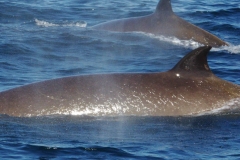 Whale ID: 0050,  Date taken: 14-06-2014,  Photographer: Lucia M. Martín López