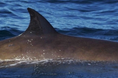 Whale ID: 0301,  Date taken: 14-06-2014,  Photographer: Lucia M. Martín López