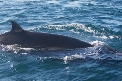 Whale ID: 0303,  Date taken: 15-06-2014,  Photographer: Saana Isojunno