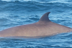 Whale ID: 0057,  Date taken: 15-06-2014,  Photographer: Saana Isojunno