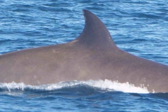 Whale ID: 0302,  Date taken: 15-06-2014,  Photographer: Saana Isojunno