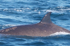 Whale ID: 0054,  Date taken: 15-06-2014,  Photographer: Saana Isojunno