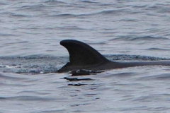 Whale ID: 0304,  Date taken: 21-06-2014,  Photographer: Saana Isojunno
