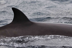 Whale ID: 0309,  Date taken: 23-06-2014,  Photographer: Lucia M. Martín López