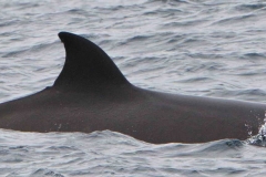 Whale ID: 0307,  Date taken: 23-06-2014,  Photographer: Kagari Aoki