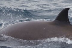 Whale ID: 0065,  Date taken: 24-06-2014,  Photographer: Lucia M. Martín López
