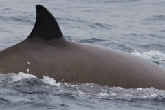 Whale ID: 0312,  Date taken: 24-06-2014,  Photographer: Lucia M. Martín López