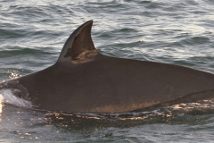 Whale ID: 0070,  Date taken: 15-06-2015,  Photographer: Joanna L. Kershaw