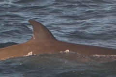 Whale ID: 0314,  Date taken: 15-06-2015,  Photographer: Tomoko Narazaki