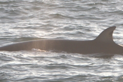 Whale ID: 0069,  Date taken: 15-06-2015,  Photographer: Tomoko Narazaki