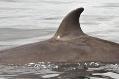 Whale ID: 0080,  Date taken: 18-06-2015,  Photographer: Hannah Wood