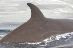 Whale ID: 0316,  Date taken: 18-06-2015,  Photographer: Hannah Wood