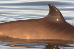Whale ID: 0318,  Date taken: 18-06-2015,  Photographer: Tomoko Narazaki