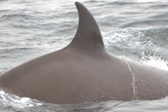 Whale ID: 0326,  Date taken: 20-06-2015,  Photographer: Hannah Wood