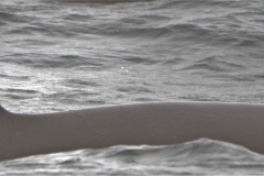 Whale ID: 0323,  Date taken: 20-06-2015,  Photographer: Hannah Wood