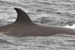 Whale ID: 0319,  Date taken: 20-06-2015,  Photographer: Saana Isojunno