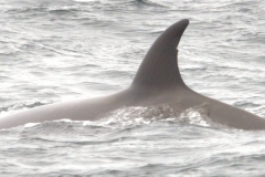 Whale ID: 0096,  Date taken: 20-06-2015,  Photographer: Joanna L. Kershaw