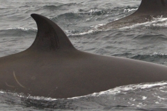 Whale ID: 0324,  Date taken: 20-06-2015,  Photographer: Joanna L. Kershaw