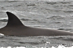 Whale ID: 0322,  Date taken: 20-06-2015,  Photographer: Saana Isojunno