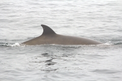 Whale ID: 0333,  Date taken: 21-06-2015,  Photographer: Unknown/project camera